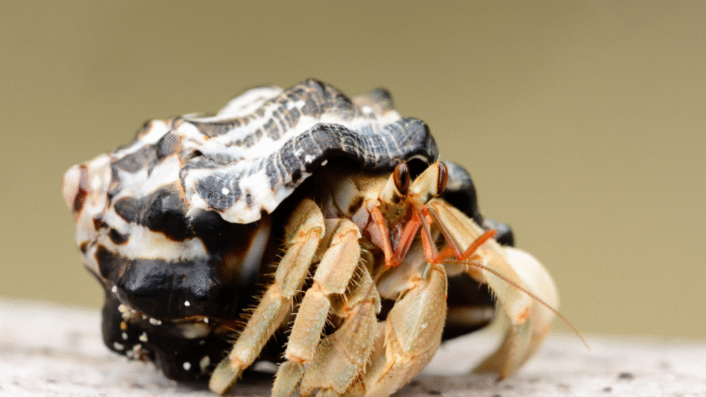hermit crab environment
