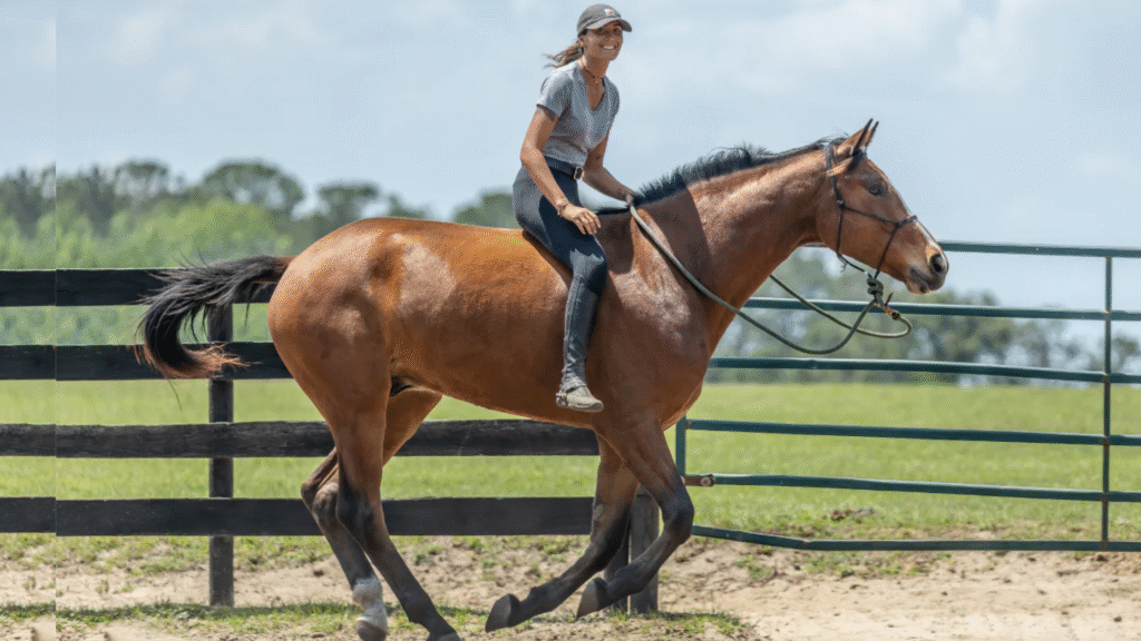 Calculate Horse Years to Human Years