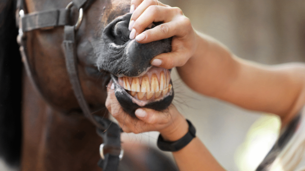How Reliable Is Dental Aging Compared to Year-Based Conversion?