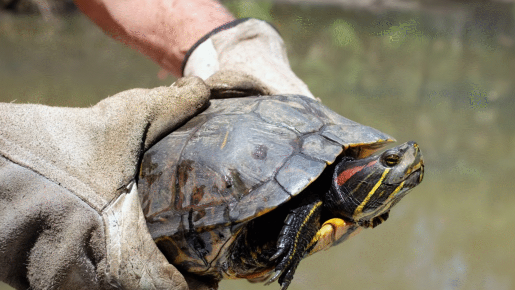 Red Eared Slider Turtle Care: Habitat, Feeding, and Daily Needs