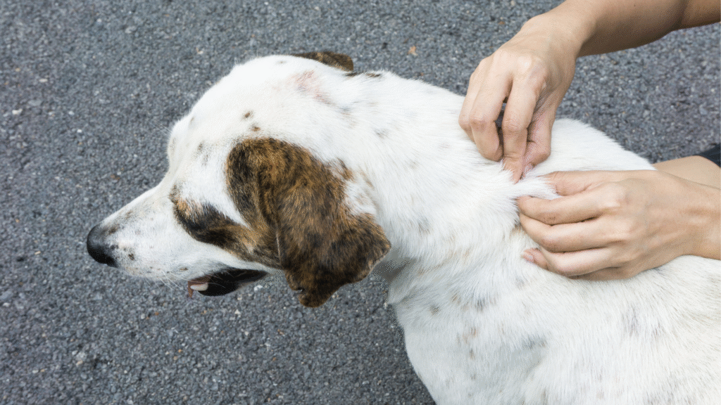 Factors to Consider When Choosing Flea Treatment