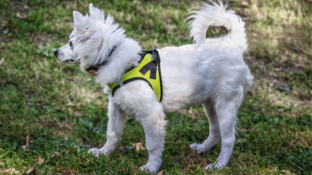 Types of What Dogs Have Curly Tails