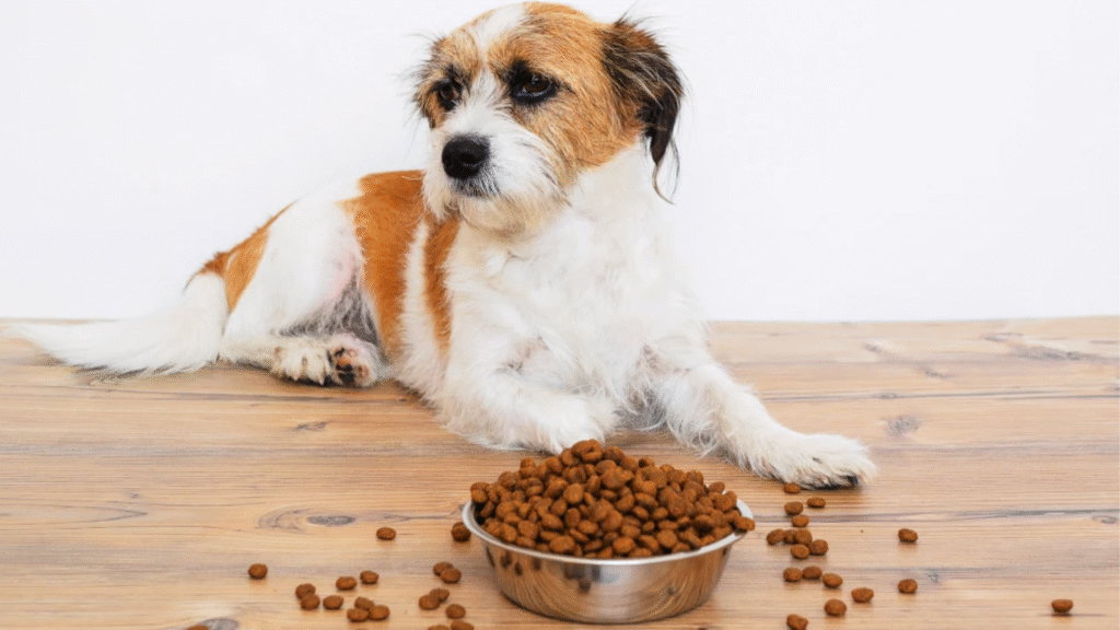 What About Grain-Free vs. With Grains What About Grain-Free vs. With Grains | dog food which is best | petcareinf