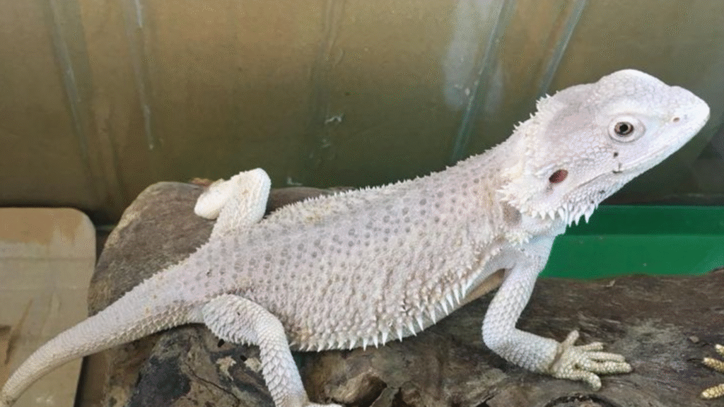 What Are Unique and Creative Bearded Dragon Names for 2026?