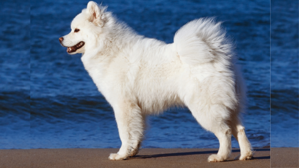 Why Some Dogs Have Curly Tails