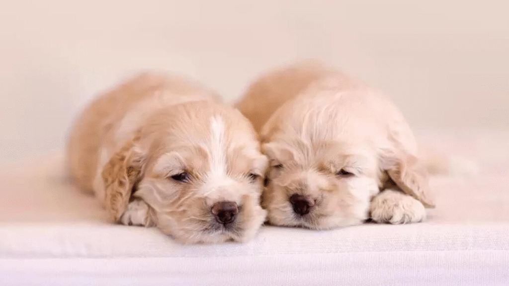 when should puppies open their eyes