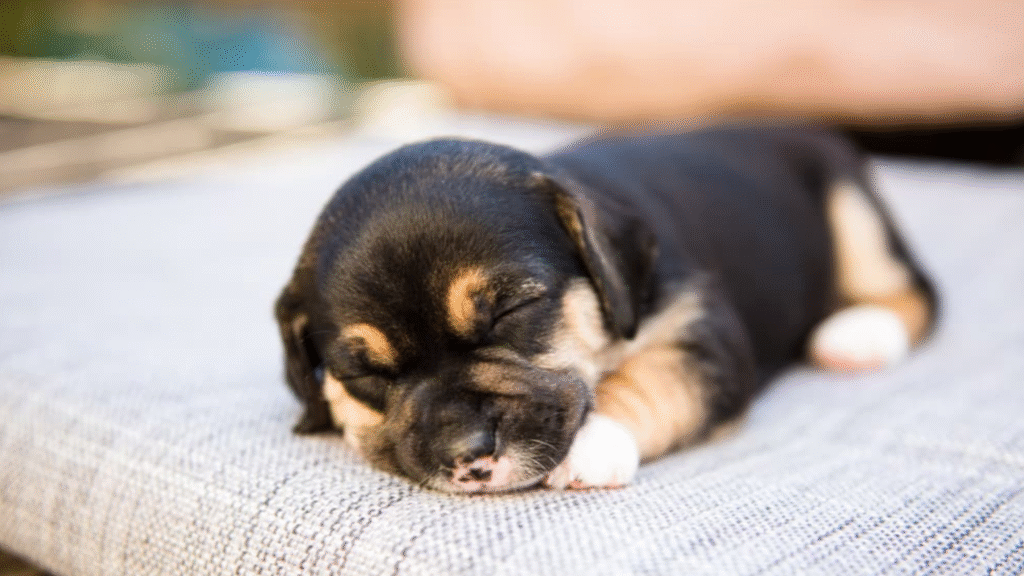 when should puppies open their eyes