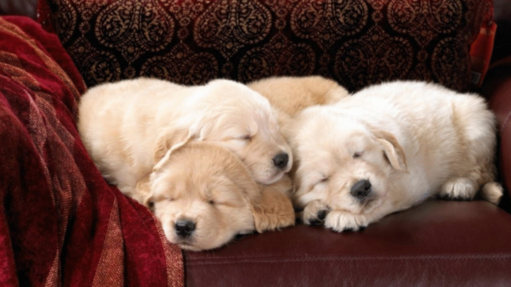 when should puppies open their eyes