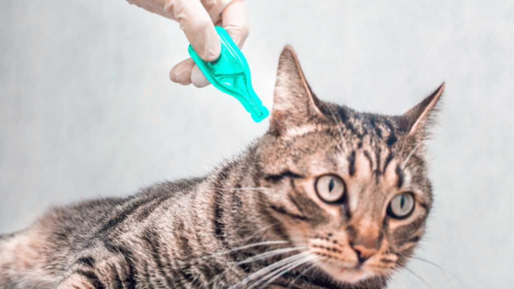 best tick and flea medicine for cats