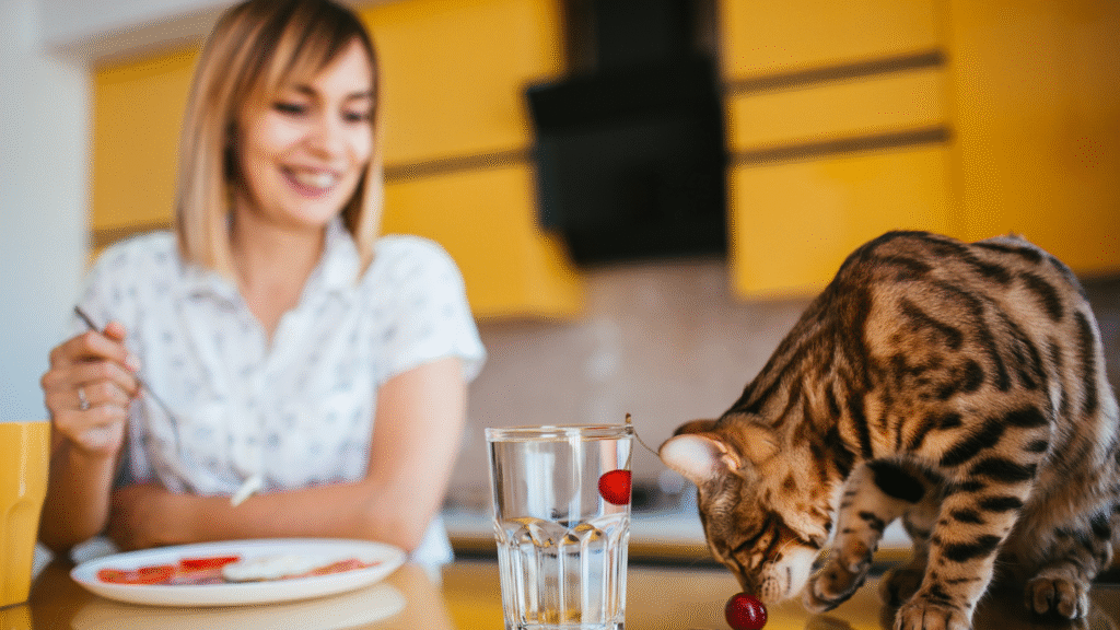 best cat food for indoor cats shown during mealtime, highlighting healthy indoor cat food choices for active house cats