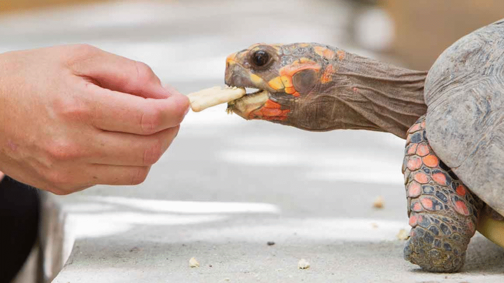 Cherry Head Red Foot Tortoise Care Guide: Essential Diet, Habitat, and Size Information
