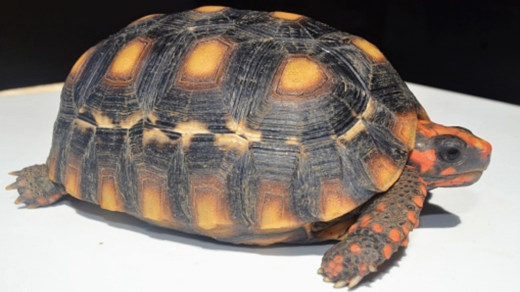 Cherry Head Red Foot Tortoise Care: Diet, Habitat, and Size Guide