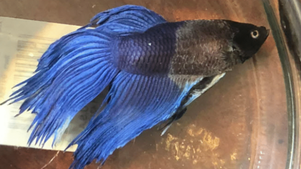 Common Betta Diseases Betta fish 
