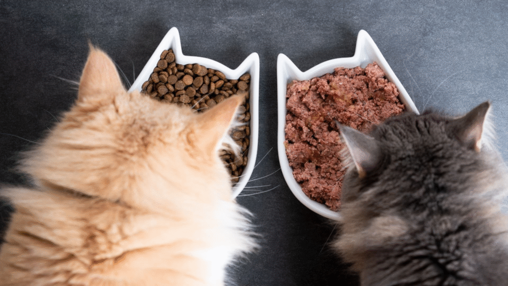 Common Indoor Cat Food Myths Debunked