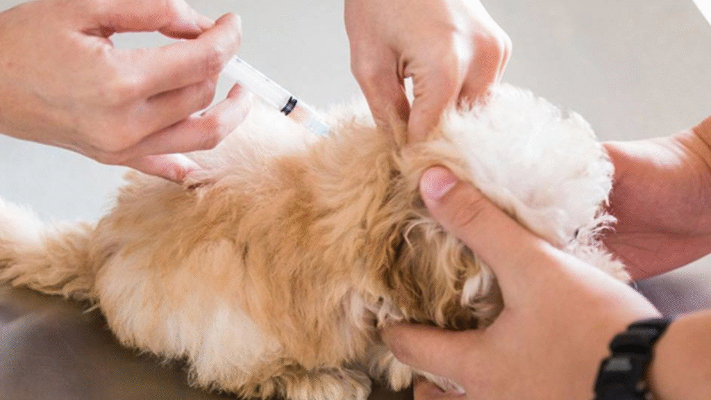 A fluffy puppy receiving a vet-administered injection, highlighting the importance of staying on track with the puppy vaccination schedule.