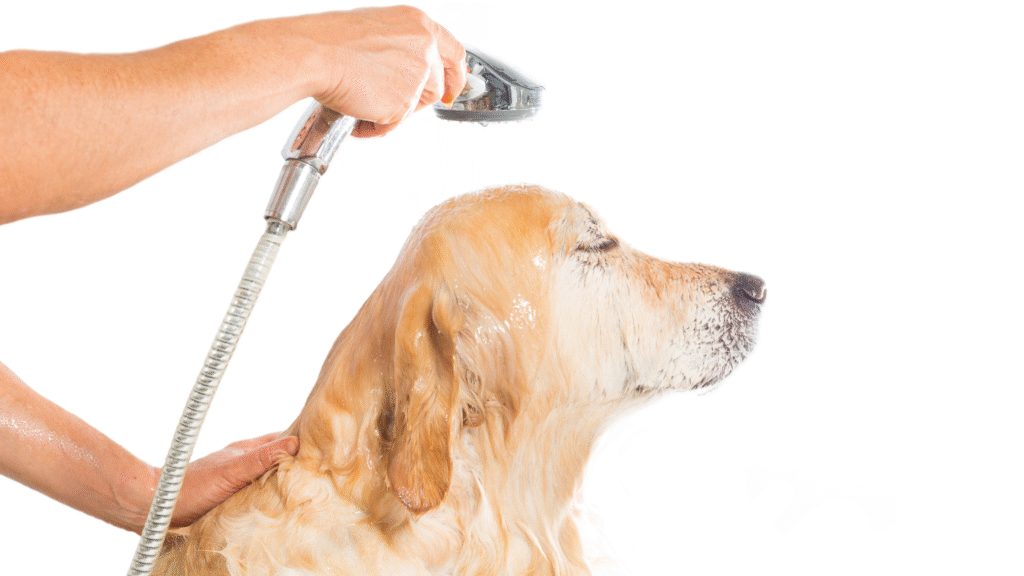 A golden retriever being rinsed during a bath, showing proper dog bath frequency and coat care for owners asking how often should i bathe my dog.