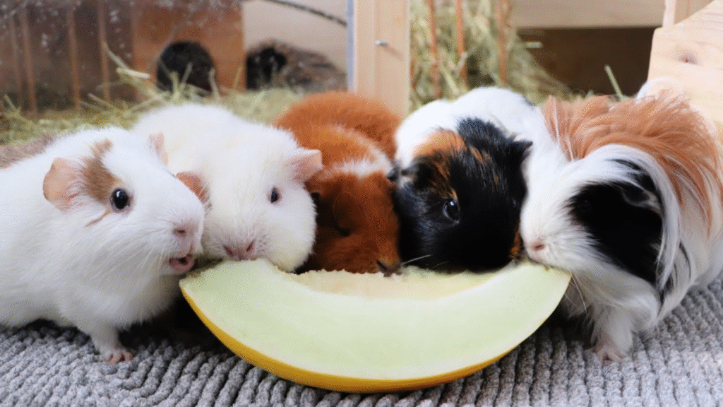 names guinea pigs Guide: Best Name Ideas for All Personalities
