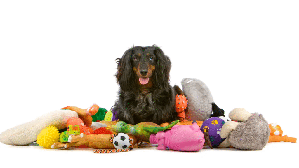 Dog surrounded by colorful toys for play pet activites