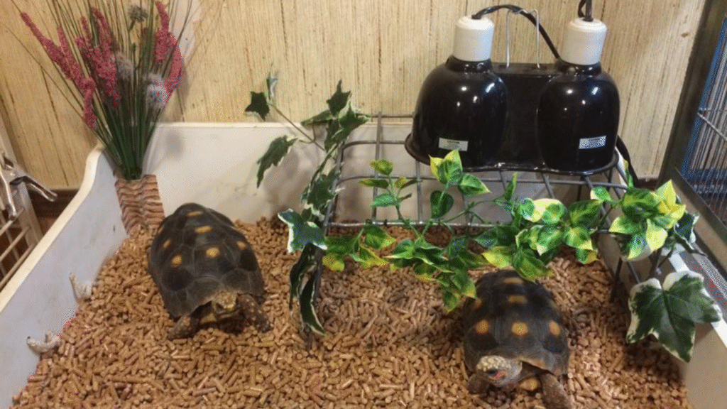 How Big Do Cherry Head Red Foot Tortoises Grow and What Affects Their Size?