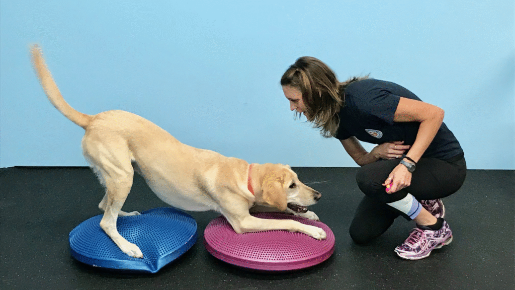 Safe and Effective Play Pet Routine for Your Pet