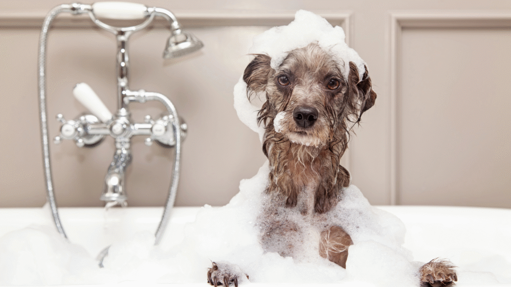 A fluffy dog being washed with thick lather in a sink bath, demonstrating grooming steps and how often to bathe dogs with long coats.