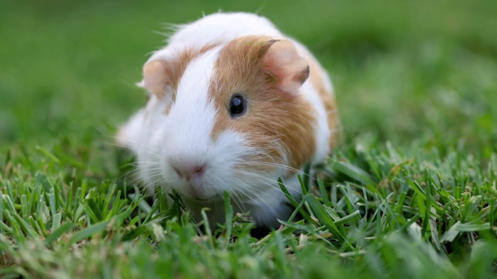 Cute and Friendly names guinea pigs
