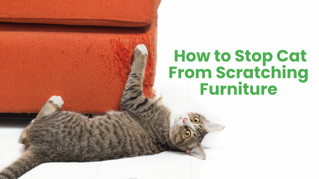 How to Stop Cat From Scratching Furniture: 11 Methods for 2026