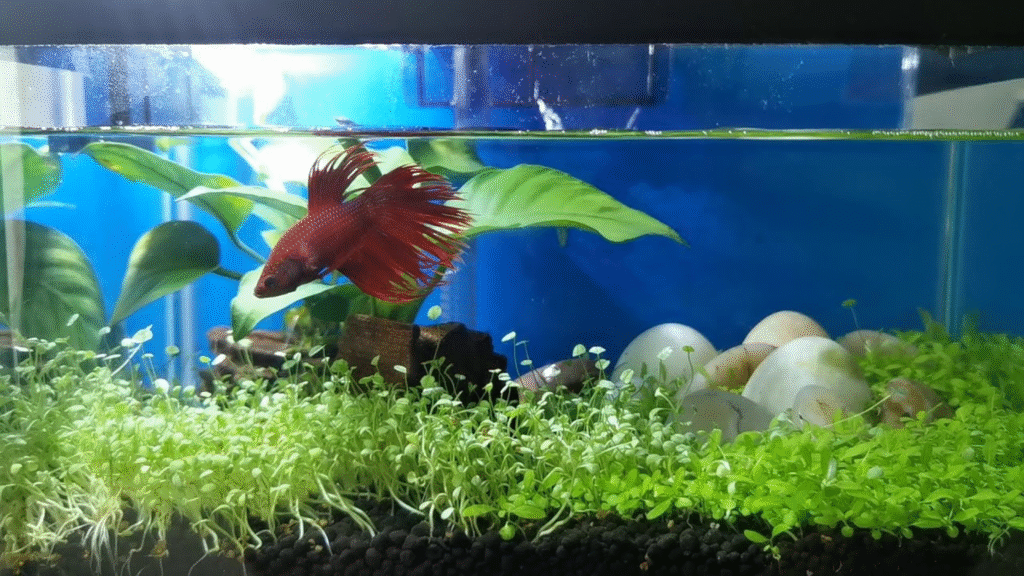 betta fish care How to Take Care of a Betta Fish for Beginners 2026