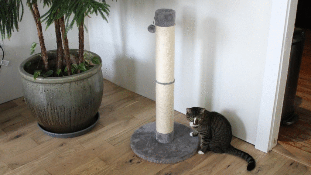 Provide Multiple Scratching Posts cat scratching furniture