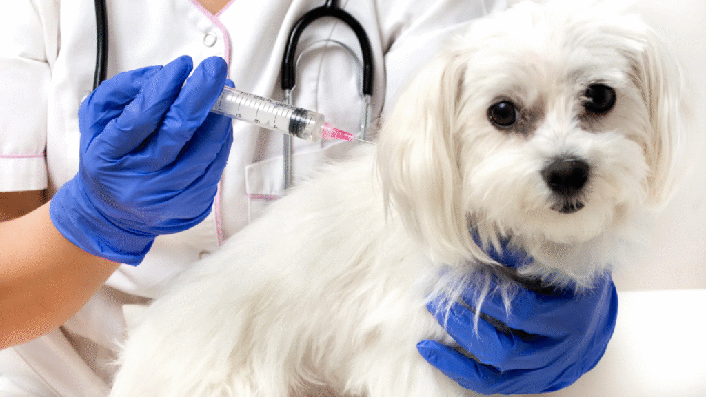 A Maltese dog being vaccinated by a vet in blue gloves, demonstrating routine care outlined in a puppy vaccination schedule and dog vaccination chart.