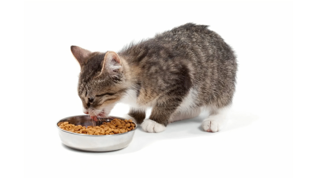 Special Dietary Needs for Indoor Cats