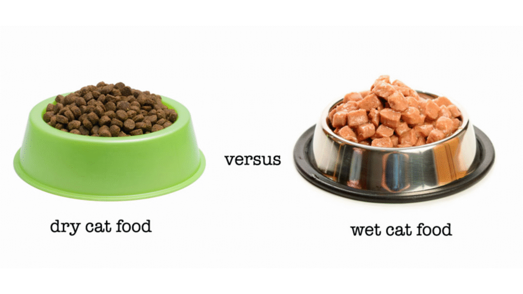 Wet vs Dry Food for Indoor Cats (Research-Based Guidance)
