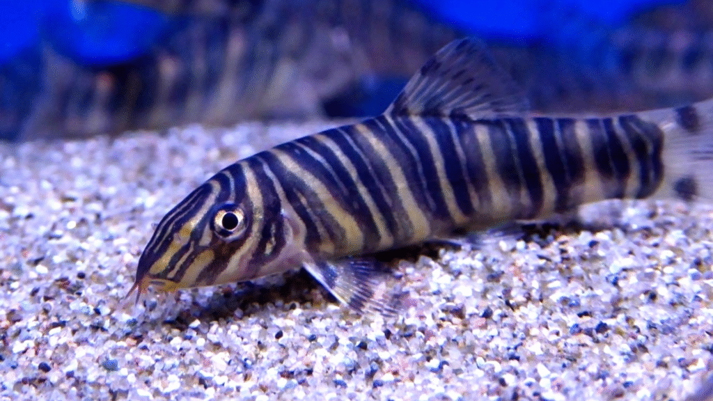 What Are the Essential Zebra Loach Tank Requirements?