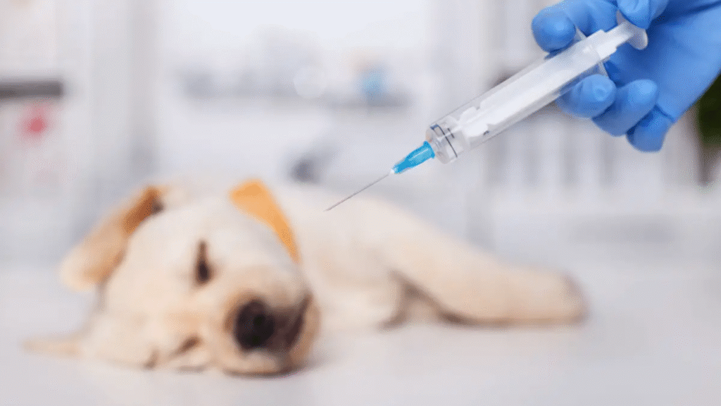 A veterinarian holding a syringe near a resting Labrador, illustrating why following a proper puppy vaccination schedule is essential for a dog’s health.