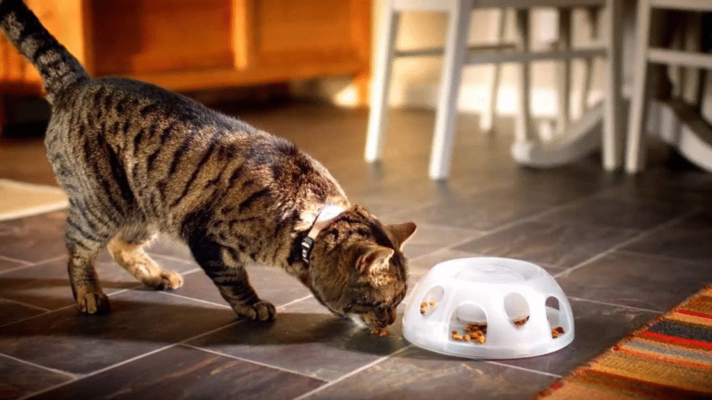 best cat food for indoor cats served in a slow feeder bowl, supporting healthy indoor cat food portions and digestion