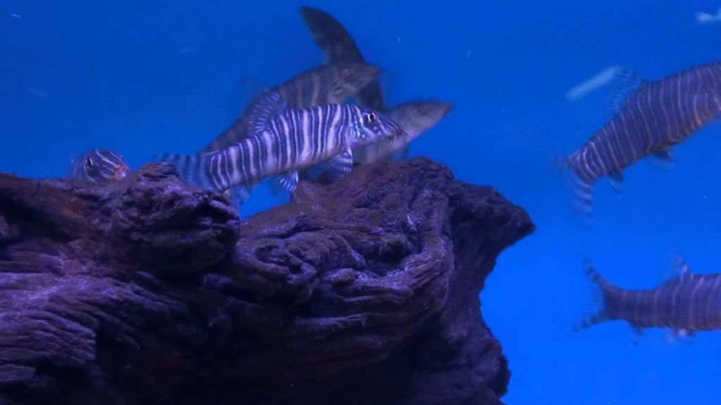 Which Zebra Loach Tank Mates Are Compatible and What Is Their Behavior?