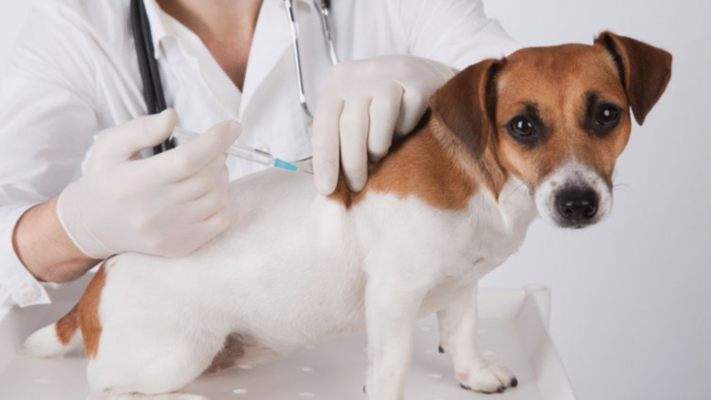 A Jack Russell Terrier receiving a vet injection, reinforcing the need to follow a structured puppy vaccination schedule for long-term immunity.