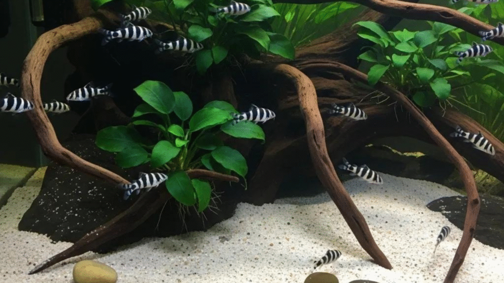 Zebra Loach Care: Complete Aquarium Guide for Tank Setup, Feeding, and Health
