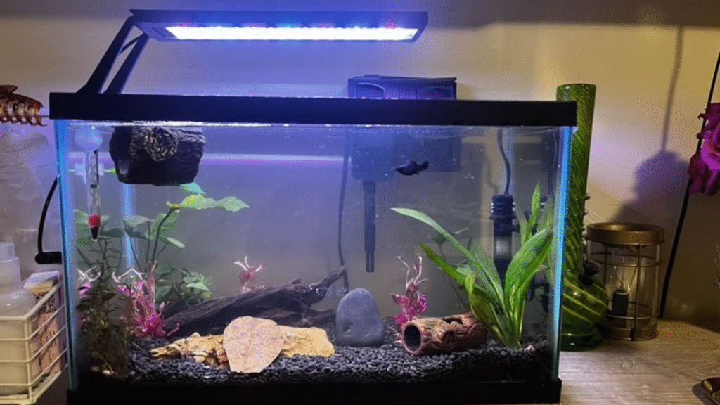 betta fish tank setup