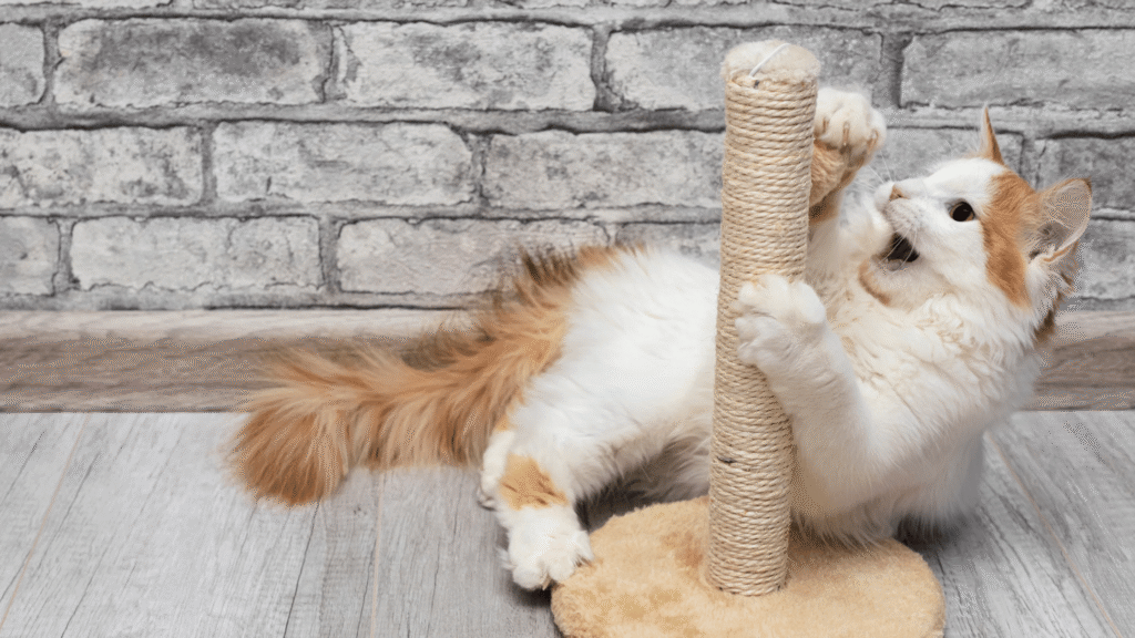 Place Scratching Posts Strategically