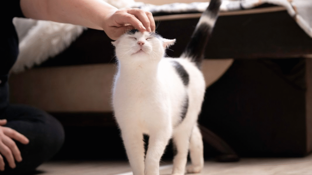 Use Positive Reinforcement to cat