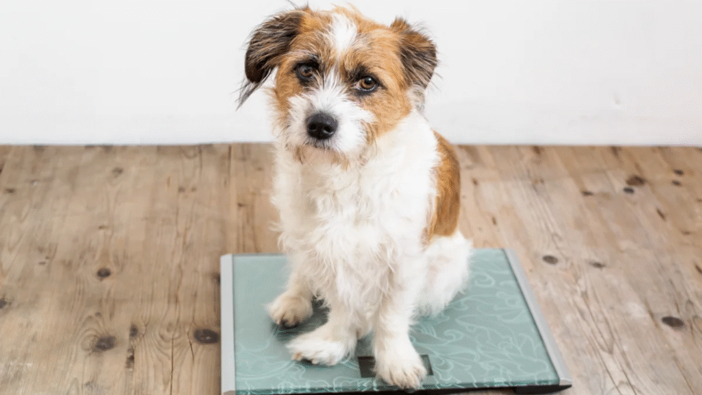 dog weight chart by breed