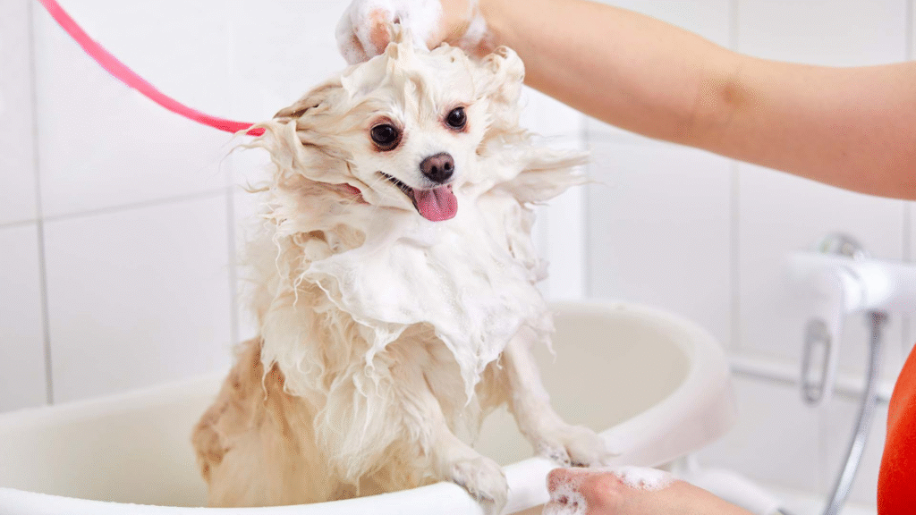 A small dog covered in shampoo foam during a bath, highlighting over-bathing risks and helping determine how often should i bathe my dog.