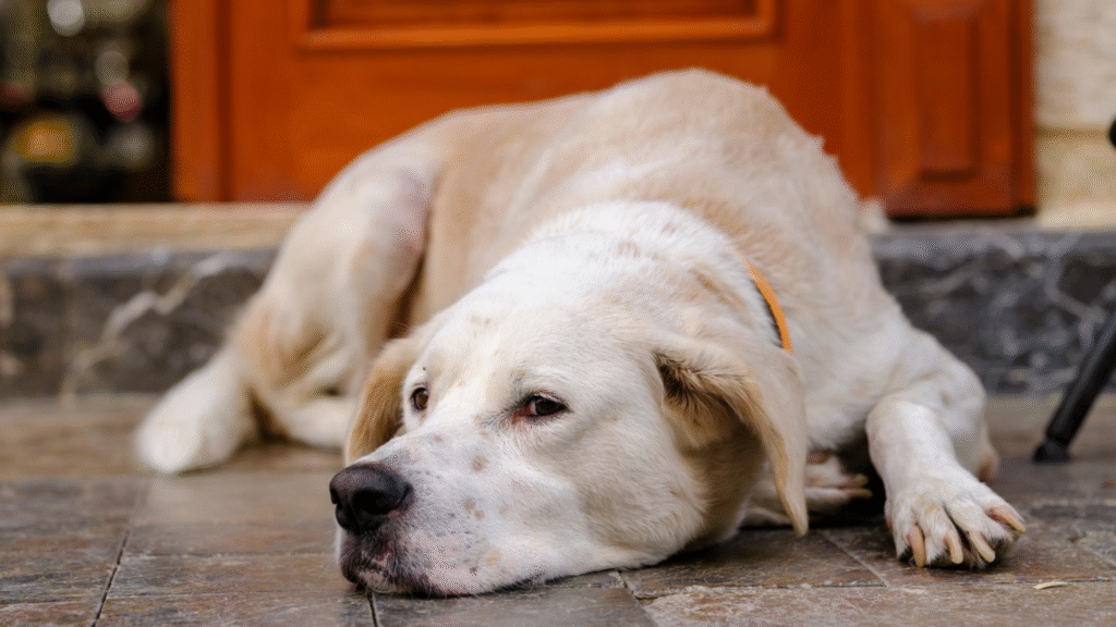 Dog lying down looking stressed, a common dog anxiety symptom
