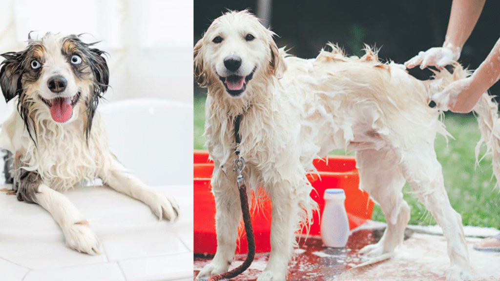 Dogs getting a full bath with water and shampoo, illustrating proper bathing steps and helping owners decide how often should I bathe my dog based on their coat and lifestyle.