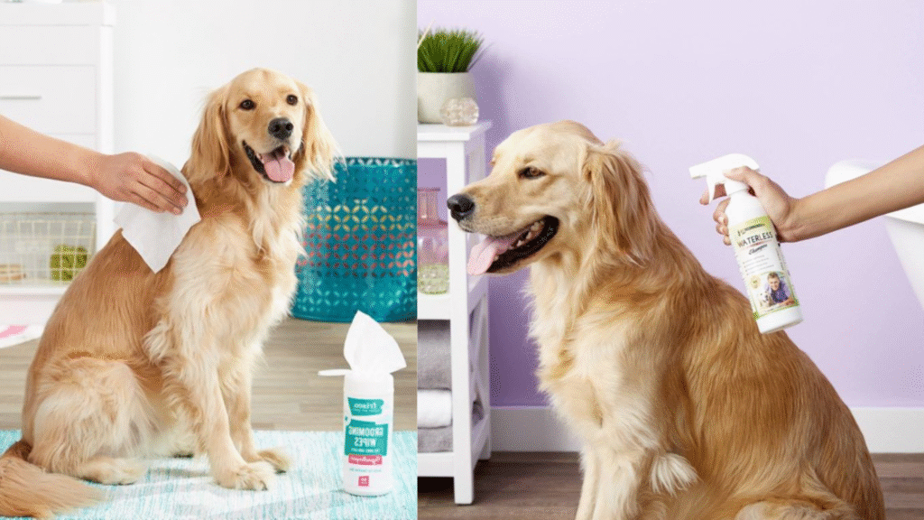 A golden retriever being cleaned with grooming wipes and waterless shampoo, showing alternative cleaning methods for owners wondering how often should I bathe my dog.