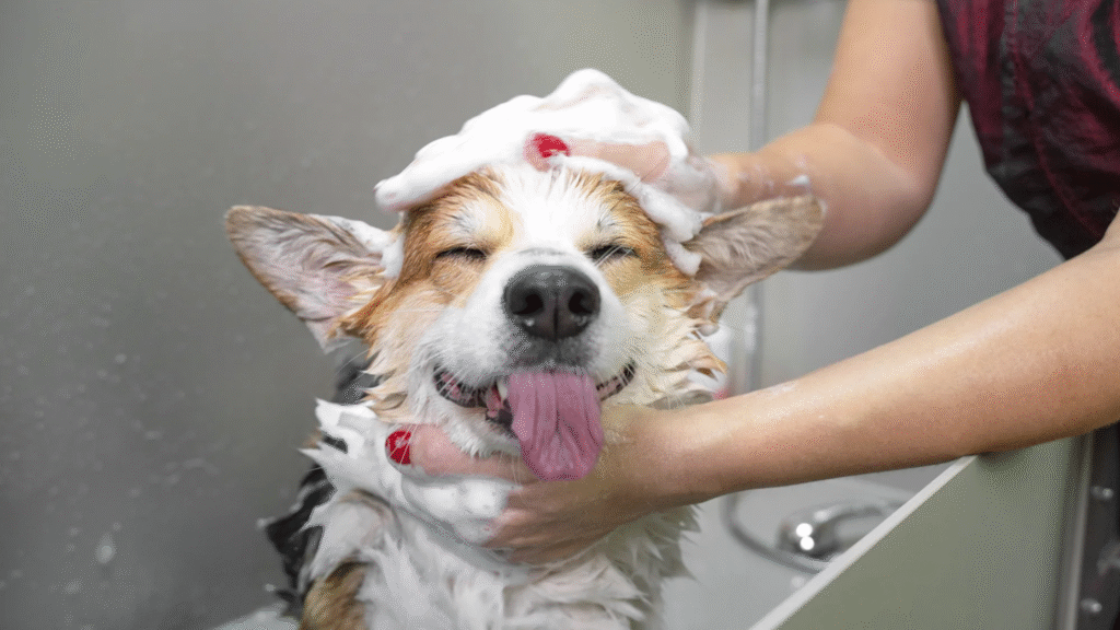 Young puppies getting a gentle bath, demonstrating how often to bathe a puppy safely as part of a dog bathing schedule.