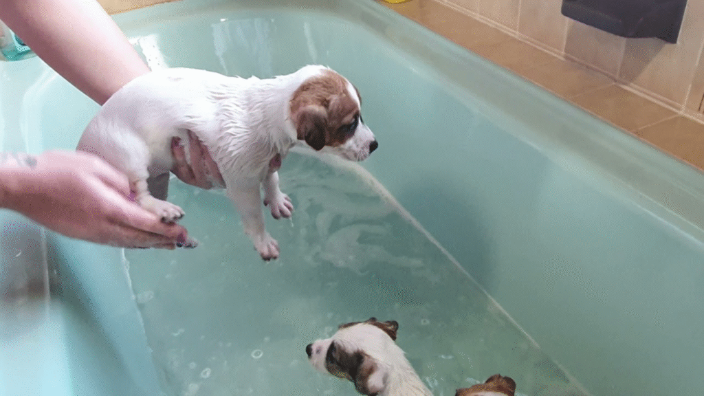 Young puppies getting a gentle bath, demonstrating how often to bathe a puppy safely as part of a dog bathing schedule.