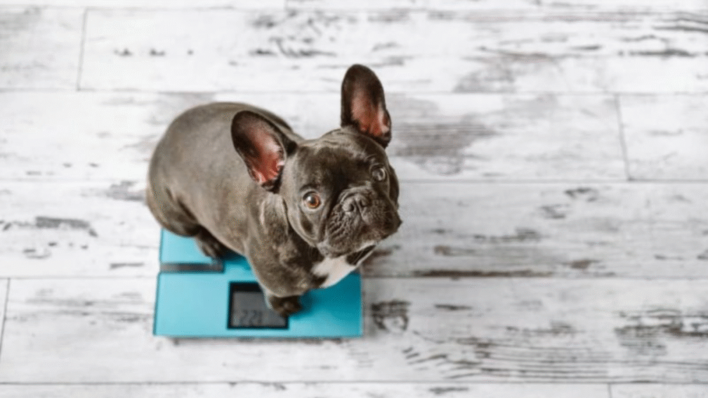 puppy weight by breed