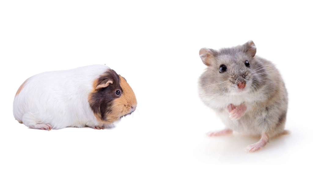 Best Choice If… Hamster or Guinea Pig?